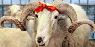 Credincioşii musulmani celebrează Kurban Bayram