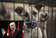 Planul Turciei privind prinderea și eutanasierea câinilor vagabonzi stârnește furie